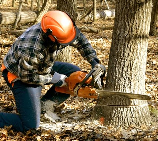 Tree Removal in Coalport, PA